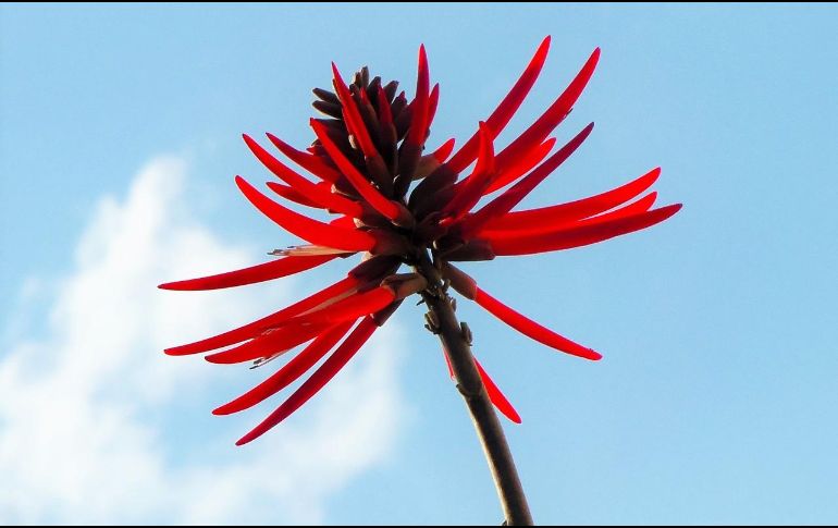 El Árbol colorín, es común encontrarlo en parques y jardines públicos. Pixabay