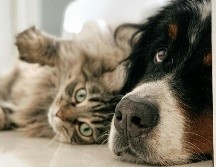 La temperatura de los perros y los gatos puede subir por el calor llegando a ser mortal. UNSPLASH / L. Poitras