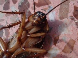 Las altas temperaturas y humedad colaboran con el ciclo vital de las cucarachas. ESPECIAL / Imagen de Dirk (Beeki) Schumacher en Pixabay