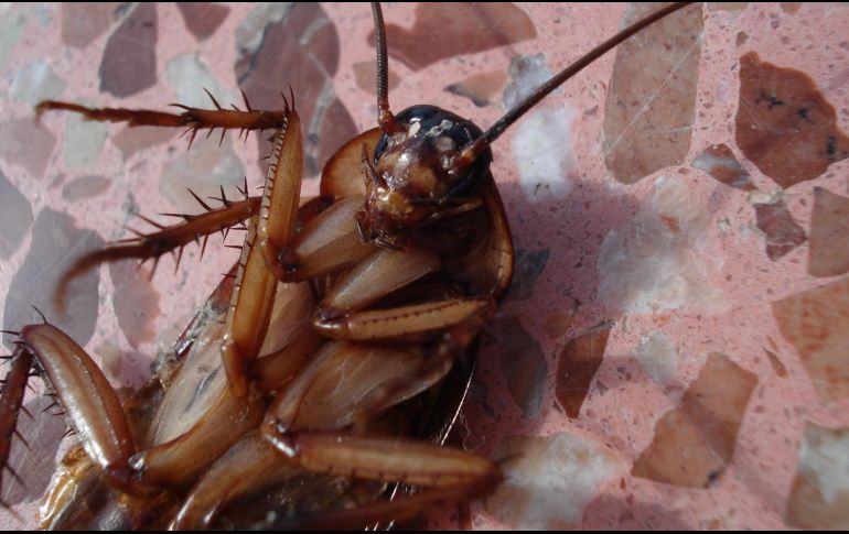 Las altas temperaturas y humedad colaboran con el ciclo vital de las cucarachas. ESPECIAL / Imagen de Dirk (Beeki) Schumacher en Pixabay