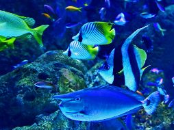 Este parásito pertenece a un grupo de organismos no caracterizados previamente. UNSPLASH / D. CLODE