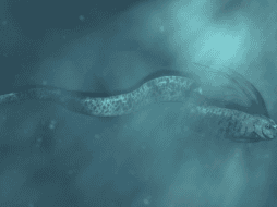 Su presencia en aguas poco profundas es un fenómeno poco común que despierta curiosidad y, en algunos casos, superstición. ESPECIAL/Getty Images