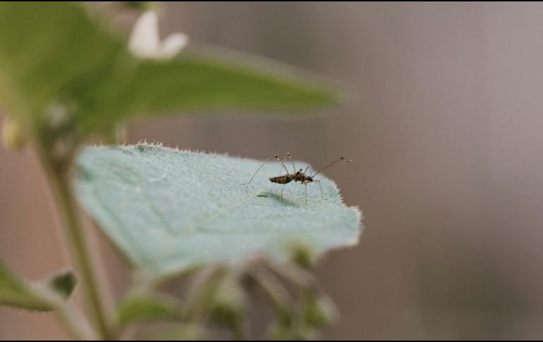 Recordemos que el dengue puede tomar un curso grave caracterizado por choque, dificultad para respirar y sangrado grave. UNSPLASH/ hcelmas