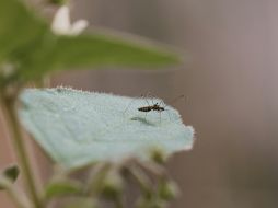 Recordemos que el dengue puede tomar un curso grave caracterizado por choque, dificultad para respirar y sangrado grave. UNSPLASH/ hcelmas