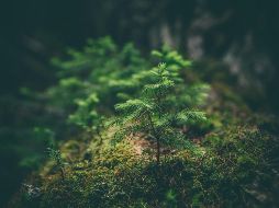 La plantación de árboles o reforestación es una de las acciones que se pueden llevar a cabo para combatir la contaminación del aire. Unsplash