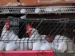 En México, primera muerte por gripe aviar en el mundo