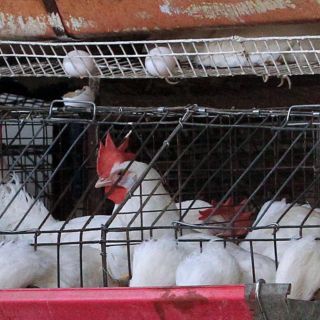 En México, primera muerte por gripe aviar en el mundo