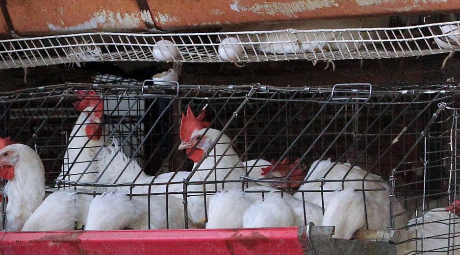 En México, primera muerte por gripe aviar en el mundo