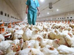 Un laboratorio de México confirmó este miércoles el primer contagio humano y muerte registrado en el mundo. EFE / ARCHIVO