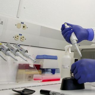 Influenza aviar: ¿Existe riesgo de epidemia? Esto dicen los expertos