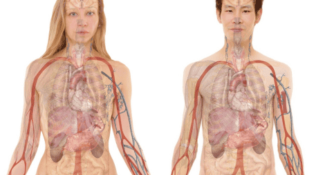 El descubrimiento de estas células podría ser de gran interés para toda la comunidad científica. ESPECIAL/Fotos de Gerd Altmann en Pixabay