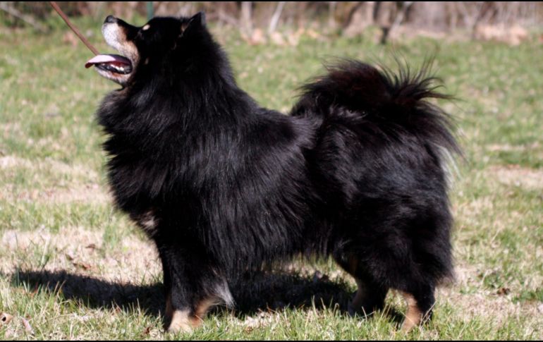 El jadeo en perros ancianos puede ser una manifestación de dolor. AP / ARCHIVO