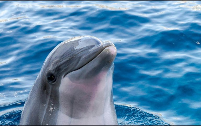 La investigación y conservación de los delfines son esenciales para asegurar que estas maravillosas criaturas sigan prosperando. UNSPLASH / A. BERKECZ