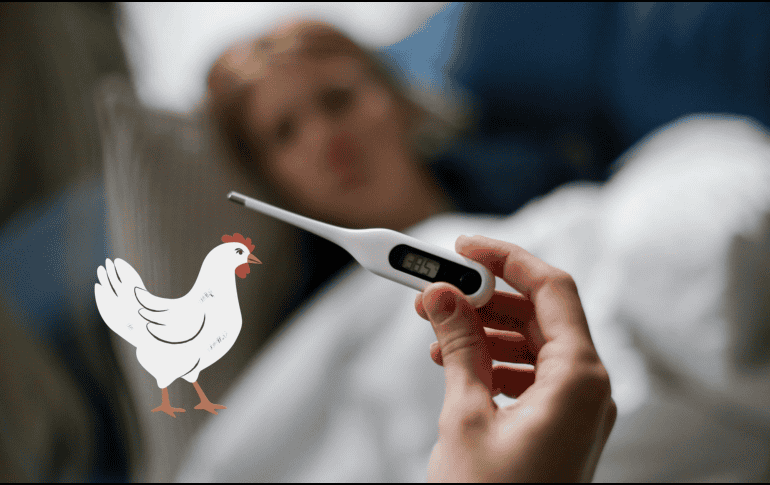 La gripe aviar se está convirtiendo en un problema de sanidad en México. CANVA