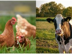 Este año, esa gripe fue detectada en granjas lecheras de Estados Unidos. ESPECIAL