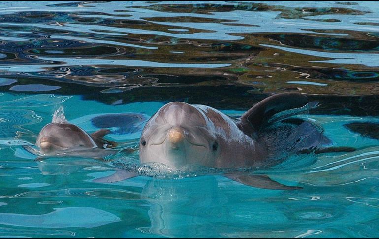 Los mulares son los más comunes entre las 30 especies de delfines existentes. EFE / ARCHIVO