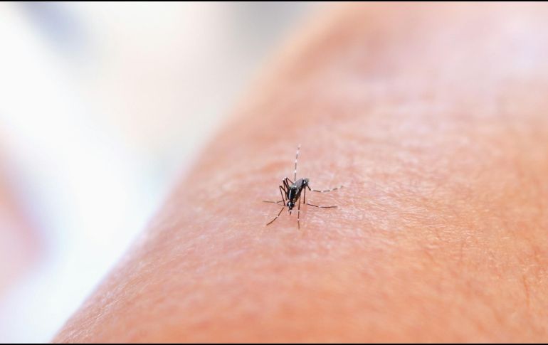 El número de regiones afectadas es el más alto desde el pico en 2018. UNSPLASH / NIAID