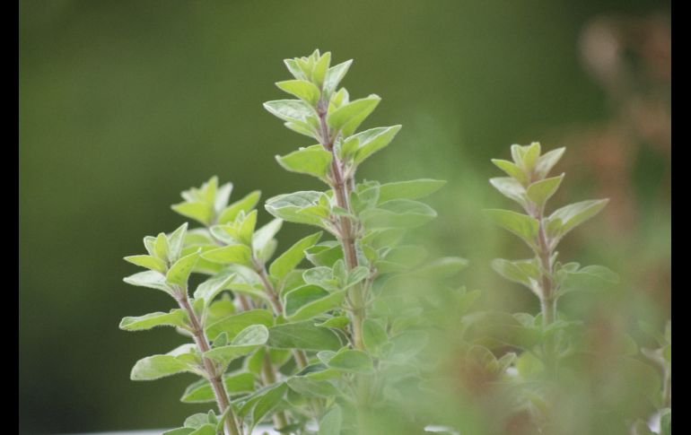 Preparar esta infusión es fácil y puede proporcionar un alivio significativo del dolor. Unsplash