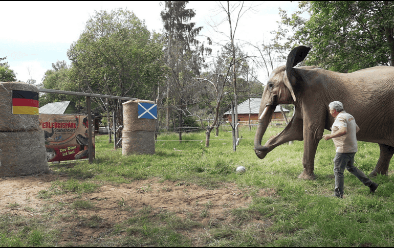 Bubi es un elefante africano que vive en una reserva en Thuringia, Alemania. AP / D. Breidert
