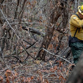 Guatemala: La selva maya registra pérdidas incalculables por incendios