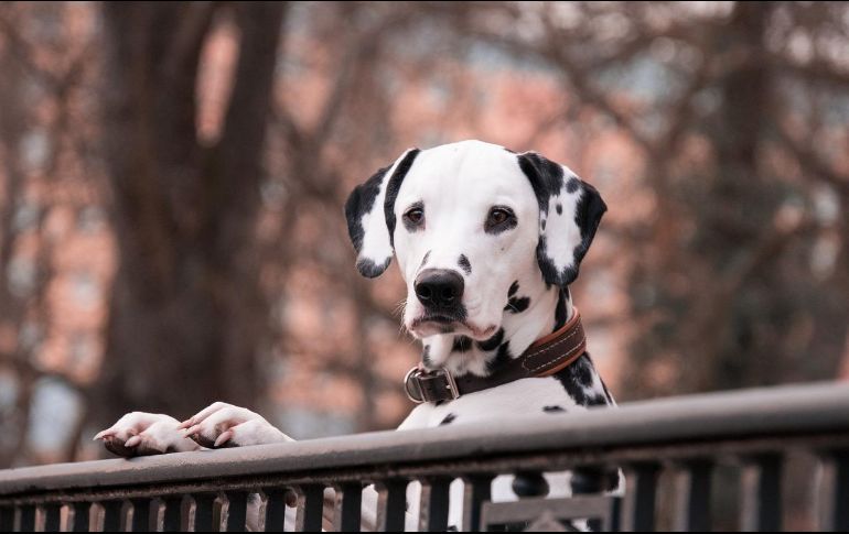 De todas formas, reducir los ladridos excesivos en un perro requiere un enfoque paciente y consistente.PIXABAY