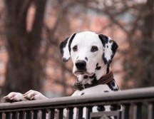 De todas formas, reducir los ladridos excesivos en un perro requiere un enfoque paciente y consistente.PIXABAY