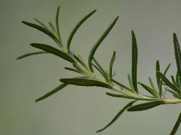 Estas son las propiedades curativas del romero