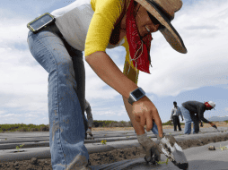 Los trabajadores indocumentados en Estados Unidos cuentan con derechos laborales. EFE/ARCHIVO