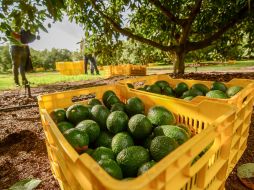 El año pasado se exportaron 58 mil 034 toneladas de aguacate de Jalisco a Estados Unidos. ESPECIAL