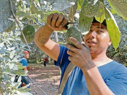 Debido a que Estados Unidos también cultiva aguacates, los inspectores estadounidenses trabajan en México para garantizar que al ser exportados no sean portadores de enfermedades a sus cultivos. EL UNIVERSAL