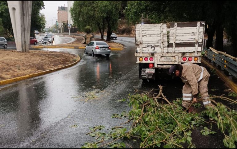 La fuerza del clima ha resultado en la caída de al menos diez árboles y algunos espectaculares en la ciudad capital. X/ @SOP_Zac_.