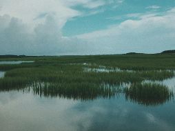 Se espera restaurar 300 hectáreas de humedales. UNSPLASH / J. GRAFF