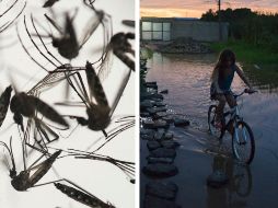 La Secretaría de Salud (SSa) federal registró 17 mil 016 casos de dengue confirmados en las primeras 24 semanas del año, por encima de las 3 mil 505 en el mismo lapso de 2023. AP / ARCHIVO