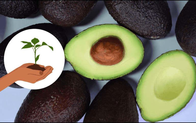 Germinar una semilla de aguacate es una actividad que no solo es educativa y entretenida, sino que también puede añadir un toque verde a tu hogar. CANVA