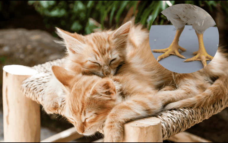 La experta remarca que las patas de pollo puede incluirse trituradas entre otras comidas de las mascotas. ESPECIAL/Pixabay.