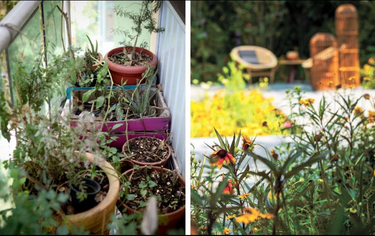 La poda puede ser para remover ramas o flores secas tras el invierno o para estimular la floración. SUN / ARCHIVO