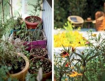 La poda puede ser para remover ramas o flores secas tras el invierno o para estimular la floración. SUN / ARCHIVO