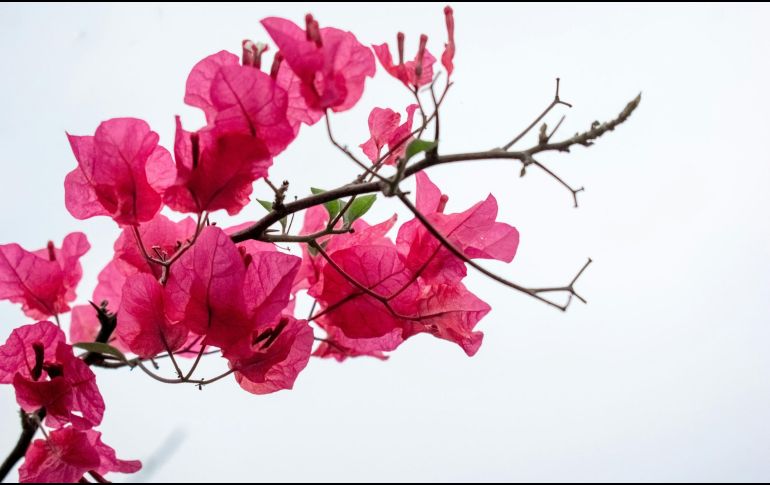 La bugambilia es una de las plantas que ofrece propiedades curativas. UNSPLASH / A. SUBBA