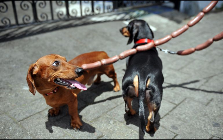 Ayudar a tu perro a superar el miedo a los fuegos artificiales requiere paciencia, comprensión y una estrategia bien planificada. AFP / ARCHIVO