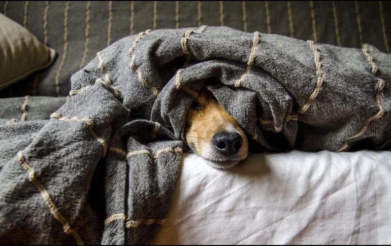 Aunque Wild Thang había intentado llevarse el premio 5 veces, la razón del jurado para elegirlo fue porque la mascota ha logrado simpatizar con las personas, PIXABAY