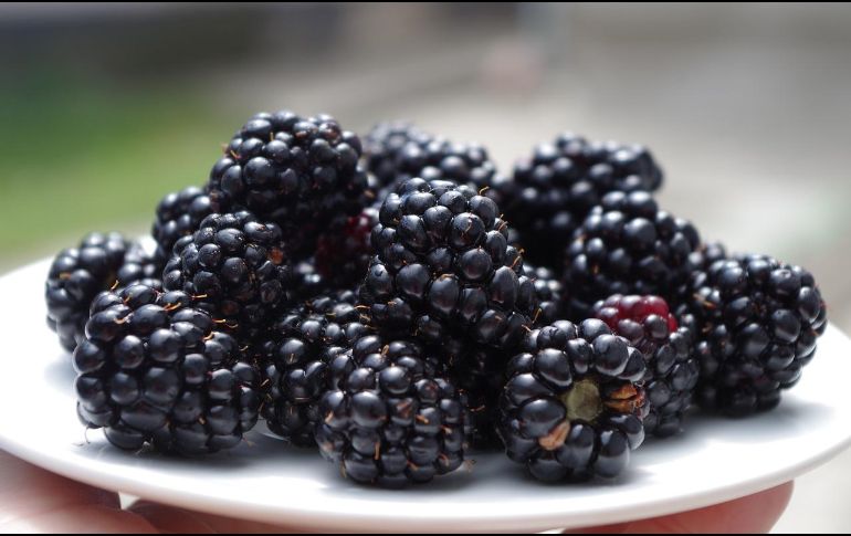 Ilustración de las moras, también conocidas como el 