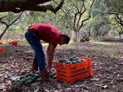 El aguacate tiene una nueva estrategia de seguridad, un acuerdo entre el gobierno de Michoacán y los productores. SUN / ARCHIVO