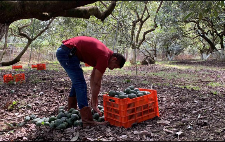 El aguacate tiene una nueva estrategia de seguridad, un acuerdo entre el gobierno de Michoacán y los productores. SUN / ARCHIVO