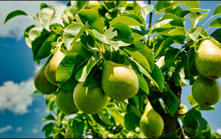 Es preferible comerla fresca y cruda para preservar sus vitaminas sensibles al calor. UNSPLASH / K. ALEXANDER