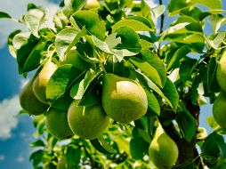 Es preferible comerla fresca y cruda para preservar sus vitaminas sensibles al calor. UNSPLASH / K. ALEXANDER