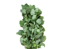 Esta hierba tiene grandes propiedades que podrías aprovechar por el bien de tu salud. ESPECIAL / Gobierno de México