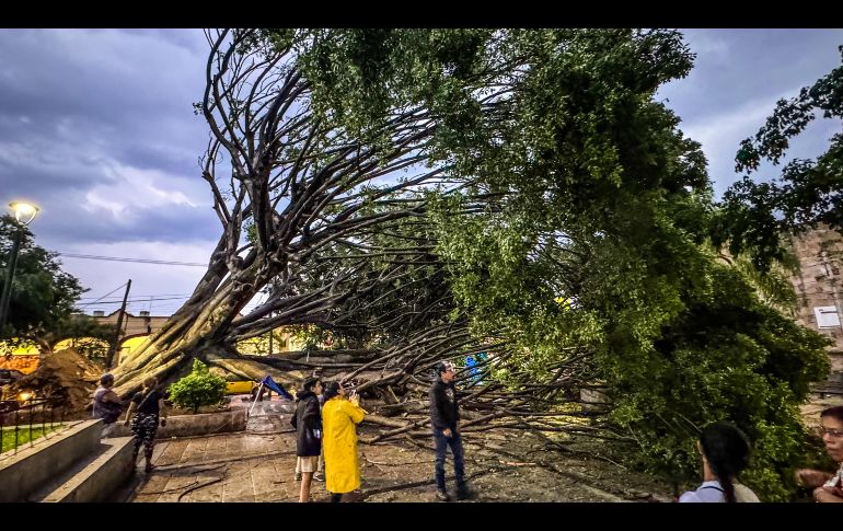 El árbol es centenario, pues tenía más de 150 años. EL INFORMADOR / M. Navarro