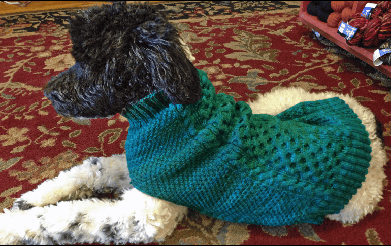 Al reconocer y respetar los instintos naturales de nuestros perros, podemos crear un entorno más seguro y confortable para ellos. AP / J. Forker