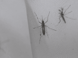 Para prevenir las picaduras y las enfermedades que pueden transmitir, se hacen las siguientes recomendaciones. EFE / ARCHIVO