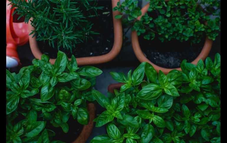 Las hierbas además de frescas y vistosas son utilices en cualquier hogar. UNSPLASH/Markus Spiske